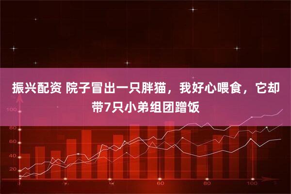 振兴配资 院子冒出一只胖猫,我好心喂食,它却带7只小弟组团蹭饭