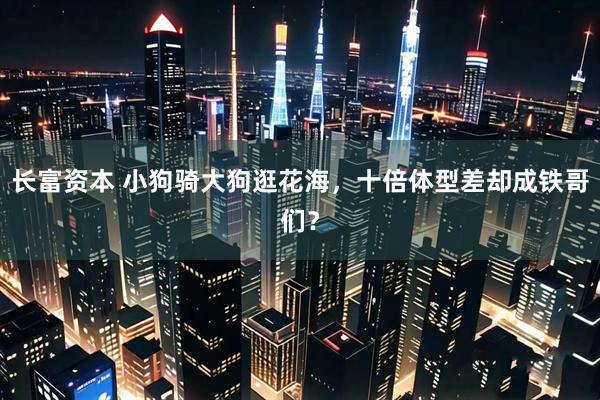 长富资本 小狗骑大狗逛花海，十倍体型差却成铁哥们？